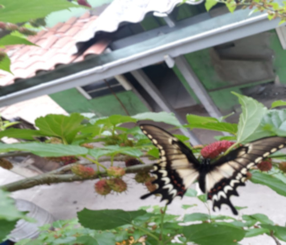 Borboleta